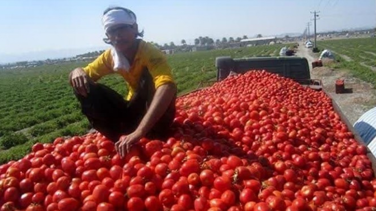 خرید توافقی گوجه فرنگی در استان فارس آغاز شد