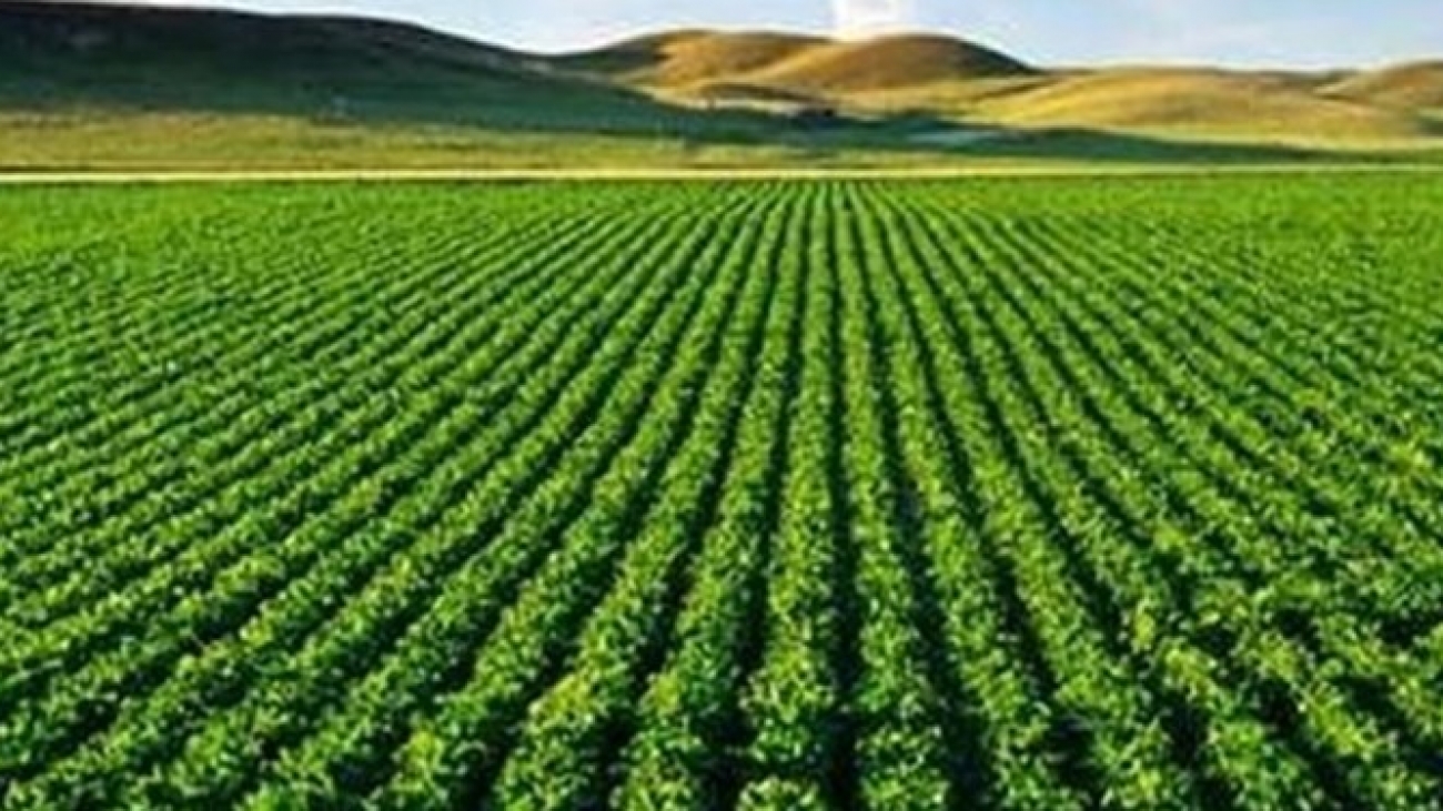 جایگاه اول تا دهم ایران در جهان در تولید 22 محصول کشاورزی