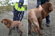 سگی که تبدیل به شیر شد؛ روایت یک ویدئوی وایرال/ عکس